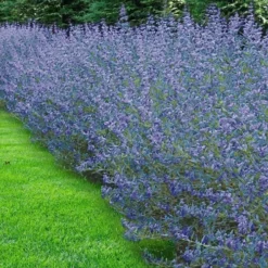 Longwood Blue Blue Mist Shrub (Caryopteris) - 3 Gallon Pot -Outlet Aegis Garden Store caryopteris clandonensis longwood blue blue mist shrub 5 1