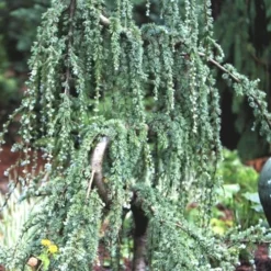 Serpentine Weeping Blue Atlas Cedar - 5 Gallon Pot -Outlet Aegis Garden Store ceadr blue atlas serpentine 1