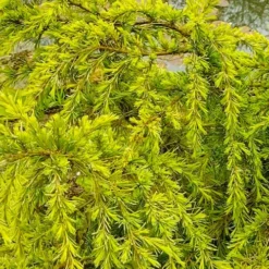 Gold Cascade Deodar Cedar (Single Trunk Topiary Tree)- 7 Gallon Pot -Outlet Aegis Garden Store cedrus deodara gold cascade single trunk tree form topiary 3