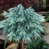 Divinely Blue Deodar Cedar Tree (Single Trunk Topiary) - 3 Gallon Pot 2 Divinely Blue Deodar Cedar Tree (Single Trunk Topiary) - 3 Gallon Pot -Outlet Aegis Garden Store cedrus deodora divinely blue topiary tree 100