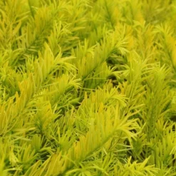 Golden Dragon Plum Yew (Cephalotaxus Harringtonia) - 7 Gallon Pot 11 Golden Dragon Plum Yew (Cephalotaxus Harringtonia) - 7 Gallon Pot -Outlet Aegis Garden Store cephalotaxus harringtonia golden dragon japanese yew 24 4