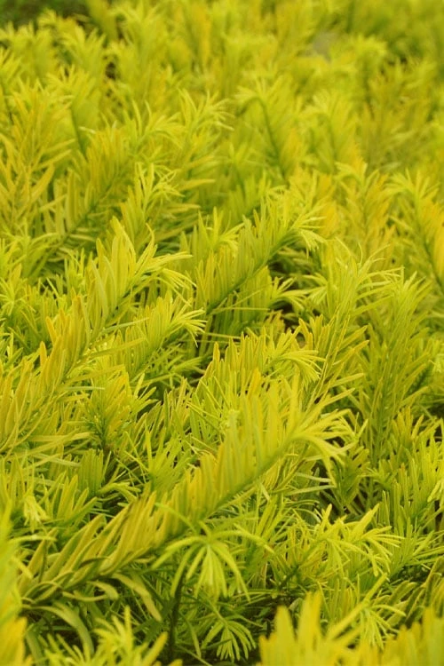 Golden Dragon Plum Yew (Cephalotaxus Harringtonia) - 7 Gallon Pot 6 Golden Dragon Plum Yew (Cephalotaxus Harringtonia) - 7 Gallon Pot - Image 4