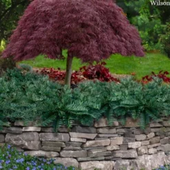 Creeping Japanese Plum Yew (Cephalotaxus Harringtonia 'Prostrata') - 2.5 Quart Pot 13 Creeping Japanese Plum Yew (Cephalotaxus Harringtonia 'Prostrata') - 2.5 Quart Pot -Outlet Aegis Garden Store cephalotaxus harringtonia prostrata creeping japanese yew 33