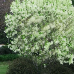 Grancy Graybeard - White Fringe Tree - 3 Gallon Pot -Outlet Aegis Garden Store chionanthus virginicus grancy greybeard multi stem tree 5 1