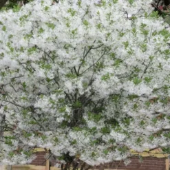 Grancy Graybeard - White Fringe Tree - 3 Gallon Pot -Outlet Aegis Garden Store chionanthus virginicus grancy greybeard multi stem tree 6 1