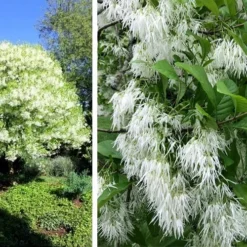 Grancy Graybeard - White Fringe Tree - 7 Gallon Pot (2-3') -Outlet Aegis Garden Store chionanthus virginicus grancy greybeard single stem tree 1