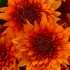Blazing Orange Garden Mum (Chrysanthemum) - 8" Pot 1 Blazing Orange Garden Mum (Chrysanthemum) - 8" Pot -Outlet Aegis Garden Store chrysanthemum blazing orange garden mum 1