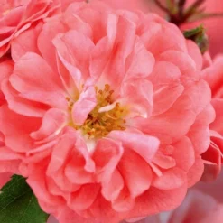 Coral Drift Groundcover Rose - 3 Gallon Pot -Outlet Aegis Garden Store coral drift rose 101 1