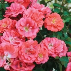 Coral Drift Groundcover Rose - 3 Gallon Pot -Outlet Aegis Garden Store coral drift rose 102 1