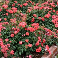 Coral Drift Groundcover Rose - 2 Gallon Pot -Outlet Aegis Garden Store coral drift rose 104