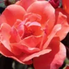 Coral Knock Out Rose - 3 Gallon Pot -Outlet Aegis Garden Store coral knock out rose 100 2