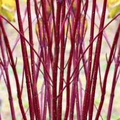 Arctic Fire Red Twig Dogwood - 12" Pot -Outlet Aegis Garden Store cornus sericera red osier dogwood 1