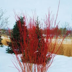 Red Osier Red Twig Dogwood (Cornus Sericea) - 3 Pack Of 1.5 Quart Pots -Outlet Aegis Garden Store cornus sericera red osier dogwood 4 1