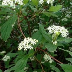 Red Osier Red Twig Dogwood (Cornus Sericea) - 2 Gallon Pot -Outlet Aegis Garden Store cornus sericera red osier dogwood 5 1