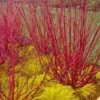 Red Osier Red Twig Dogwood (Cornus Sericea) - 3 Pack Of 1.5 Quart Pots -Outlet Aegis Garden Store cornus sericera red osier dogwood 6 1
