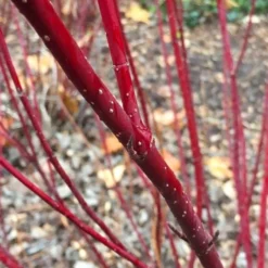 Arctic Fire Red Twig Dogwood - 12" Pot -Outlet Aegis Garden Store cornus stolonifera farrow arctic fire red twig dogwood 2
