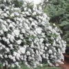 Acoma Weeping White Crape Myrtle - 5 Gallon Pot -Outlet Aegis Garden Store crape myrtle acoma 12