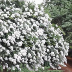 Acoma Weeping White Crape Myrtle - 5 Gallon Pot