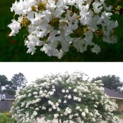 Acoma Weeping White Crape Myrtle - 3 Gallon Pot -Outlet Aegis Garden Store crape myrtle acoma 500x750 2