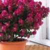 Berry Dazzle Dwarf Crape Myrtle - 3 Gallon Pot -Outlet Aegis Garden Store crape myrtle berry dazzle 100