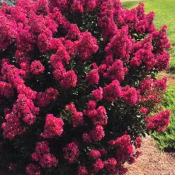 Berry Dazzle Dwarf Crape Myrtle - 3 Gallon Pot -Outlet Aegis Garden Store crape myrtle berry dazzle 101