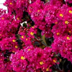 Berry Dazzle Dwarf Crape Myrtle (Single-Trunk Topiary) - 7 Gallon Pot -Outlet Aegis Garden Store crape myrtle berry dazzle tree form topiary standard 2 1