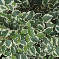 Variegated Creeping Fig - Ficus Pumila 'Variegata' - 5 Pack Of Pint Pots -Outlet Aegis Garden Store creeping fig ficus pumila variegata 50 2