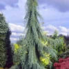 Raywood Weeping Arizona Cypress - 6 Gallon Pot -Outlet Aegis Garden Store cupressus arizonica raymonds weeping arizona cypress 1