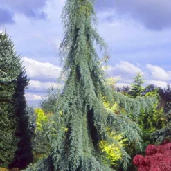 Raywood Weeping Arizona Cypress - 6 Gallon Pot