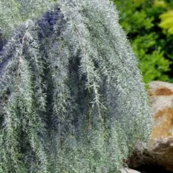 Raywood Weeping Arizona Cypress - 6 Gallon Pot -Outlet Aegis Garden Store cupressus arizonica raymonds weeping arizona cypress 3