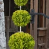 Goldcrest Monterey Lemon Cypress - 3-Ball Poodle Tier Topiary - 5 Gallon Pot -Outlet Aegis Garden Store cypress goldcrest monterey poodle tier 1 2