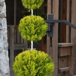 Goldcrest Monterey Lemon Cypress - 3-Ball Poodle Tier Topiary - 2 Gallon Pot