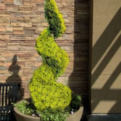 Outlet Aegis Garden Store 52 Goldcrest Monterey Lemon Cypress Spiral Topiary - 2 Gallon Pot