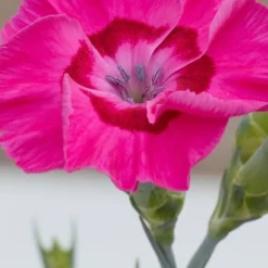 Bumbleberry Pie Dianthus (Carnations) - 1 Gallon Pot