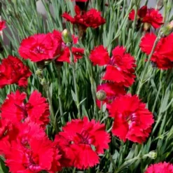 Fire Star Dianthus (Carnation) - 1 Gallon Pot -Outlet Aegis Garden Store dianthus fire star 2 2