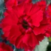 Fire Star Dianthus (Carnation) - 1 Gallon Pot -Outlet Aegis Garden Store dianthus fire star cottage pinks 100 2
