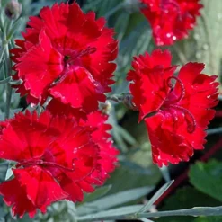 Fire Star Dianthus (Carnation) - 1 Gallon Pot -Outlet Aegis Garden Store dianthus fire star cottage pinks 101 2