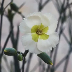 Key Lime Pie Dianthus - 1 Gallon Pot -Outlet Aegis Garden Store dianthus key lime 800x500 1