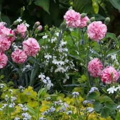 Pinball Wizard Dianthus - 1 Gallon Pot -Outlet Aegis Garden Store dianthus pinball wizard 3