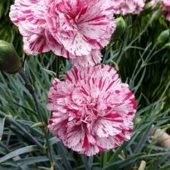 Pinball Wizard Dianthus - 1 Gallon Pot -Outlet Aegis Garden Store dianthus pinball wizard 4