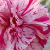 Pinball Wizard Dianthus - 1 Gallon Pot -Outlet Aegis Garden Store dianthus pinball wizard 6