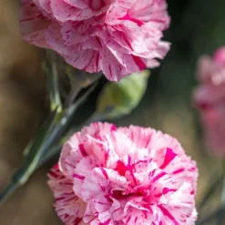 Pinball Wizard Dianthus - 1 Gallon Pot -Outlet Aegis Garden Store dianthus pinball wizard 7
