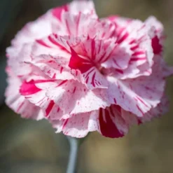 Pinball Wizard Dianthus - 1 Gallon Pot -Outlet Aegis Garden Store dianthus pinball wizard 9