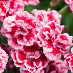 Scent First 'Sugar Plum' Dianthus (Carnation) - 5 Pack Of Quart Pots -Outlet Aegis Garden Store dianthus scent first sugar plum 1