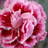 Scent First 'Sugar Plum' Dianthus (Carnation) - 5 Pack Of Quart Pots -Outlet Aegis Garden Store dianthus scent first sugar plum 6