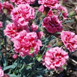 Scent First 'Sugar Plum' Dianthus (Carnation) - 5 Pack Of Quart Pots -Outlet Aegis Garden Store dianthus scent first sugar plum 7