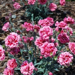 Scent First 'Sugar Plum' Dianthus (Carnation) - 5 Pack Of Quart Pots -Outlet Aegis Garden Store dianthus scent first sugar plum 8