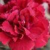 Super Trouper Velvet Red Dianthus (Carnation) - 5 Pack Of Quart Pots -Outlet Aegis Garden Store dianthus super trouper velvet red 100