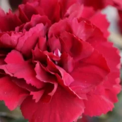 Super Trouper Velvet Red Dianthus (Carnation) - 5 Pack Of Quart Pots