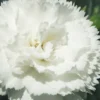 Super Trouper White Dianthus - 5 Pack Of Quart Pots -Outlet Aegis Garden Store dianthus supertrouper white carnations 1